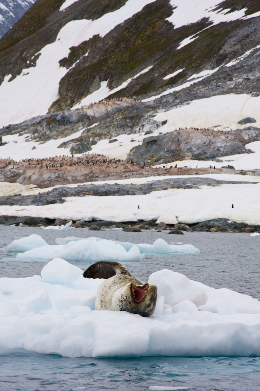 Leopard Seal On Iceberg